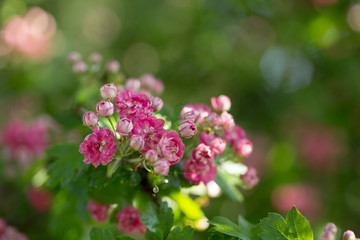 Branch of flowering hawthorn, cultivated double-flowered variety. Spring Flowers of the Double Pink Hawthorn in a Woodland Garden (Crataegus laevigata 'Rosea Flore Pleno'). 