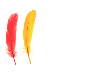 Multi-colored feathers isolated on a white background. Trendy colors.