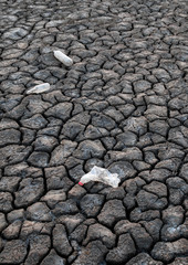 Garbage on the ground