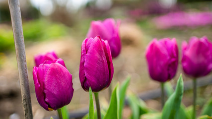 Fresh Violet Flowers Garden Field