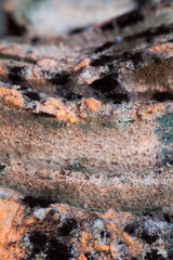 Mouldy (moldy) bread. Close-up.