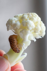 Cauliflower on a grey background. Brown big caterpillar on cauliflower.Close up.