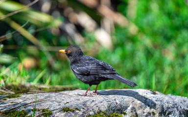Oystercatcher Bird In New Zealand
