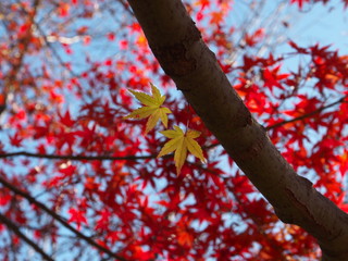 Tokyo,Japan-November 29, 2019: Beautiful Colorful autumn leaves or Acer palmatum observed in Tokyo