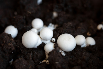 Button mushrooms in the ground