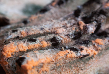 Mouldy (moldy) bread. Close-up.