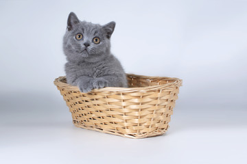 Gray British kitten in a wicker basket and looks up.