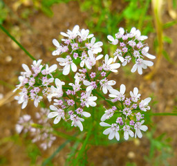 Flowering coriander plant (Coriandrum sativum, Chinese parsley) with white pink flowers. Cilantro small flowers blooming in the herb garden. Closeup, selective focus, herbal background.