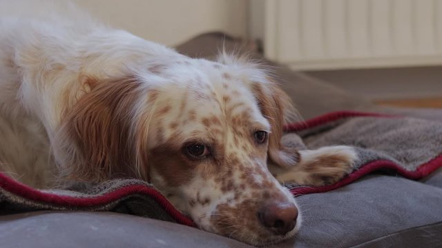 Cute dog similar to english setter lies and rests on his dog bed, looking around and at camera, closing eyes, tired.