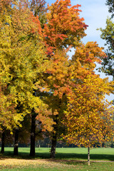 Autumn tints in Parco di Monza Italy