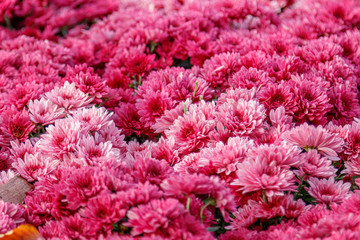multi-colored flower beds of beautiful chrysanthemums