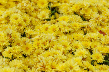 multi-colored flower beds of beautiful chrysanthemums