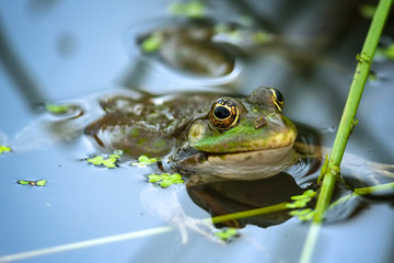 Marsh Frog resting in a pond