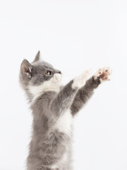 Cute gray kitten playing funny and fun on a white background.