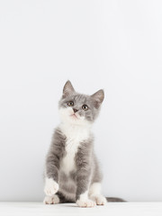 Obraz premium Ładny szary kotek bawi się zabawką świąteczną.