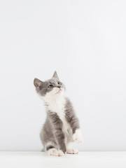 Cute gray kitten playing with a christmas toy.