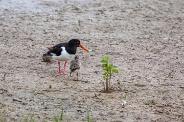 Oystercatcher (haematopus ostralegus) with chick