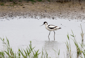 Pied Avocet.(Recurvirostra avosetta)