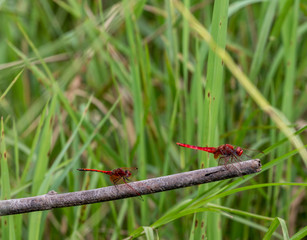 dragonfly on blade of grass
