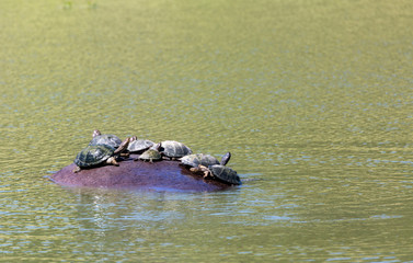 terrapins on hippo