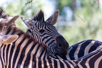 Fototapeta premium zebra