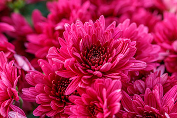 multi-colored flower beds of beautiful chrysanthemums