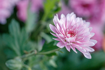Fototapeta premium multi-colored flower beds of beautiful chrysanthemums