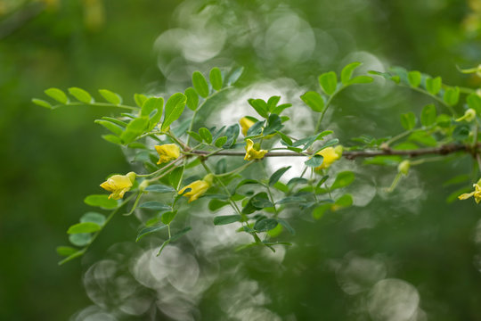 yellow flowers Siberian pea-tree (Caragana arborescens), selective focus. Caragana arborescens, the Siberian peashrub, Siberian pea-tree,or caragana, is a species of legume native to Siberia.
