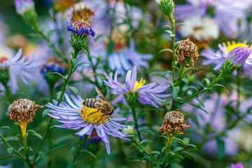 beautiful flowers on which a wasp sits