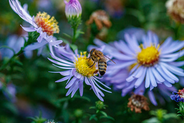 beautiful flowers on which a wasp sits