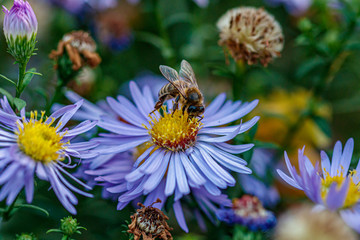 beautiful flowers on which a wasp sits