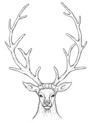 Vector linear black and white sketch deer with big horns and beautiful eyes