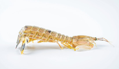 One fresh pip shrimp on white background