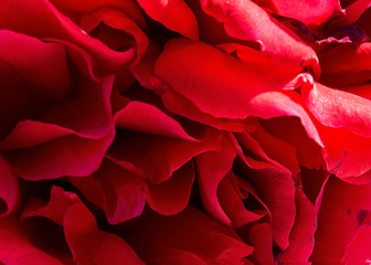 Naklejka premium czerwone i różowe kwiaty róży