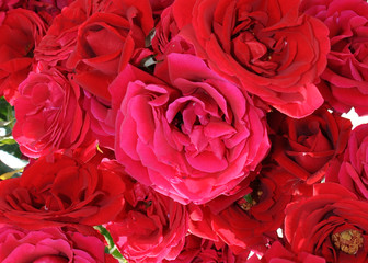rote und rosa rosen blüten