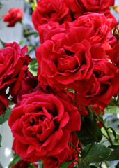 rote und rosa rosen blüten