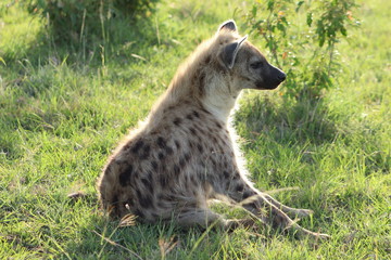 Young spotted hyena in the african savannah.