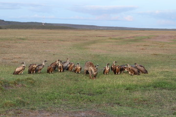Spotted hyena and vultures around carcass leftovers.