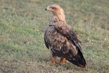 Tawny eagle in the african savannah. 