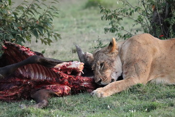 Naklejka premium Lion feeding on a cow carcass in the african savannah.