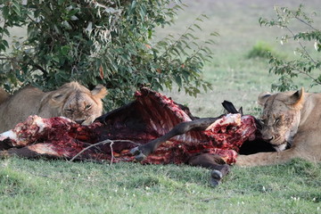 Lion feeding on a cow carcass in the african savannah.