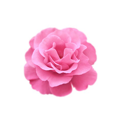 Beautiful pink rose isolated on a white background