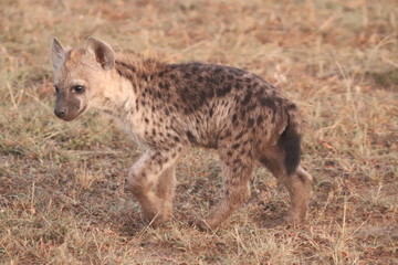 Young spotted hyena in the african savannah.