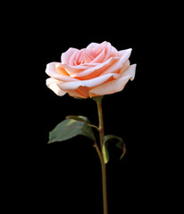 Beautiful pale pink rose isolated on a black background