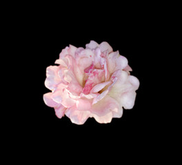 Beautiful pale pink rose isolated on a black background