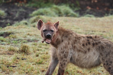Bloody hyena feeding on bones.