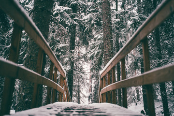 Wooden bridge on background of pine forest