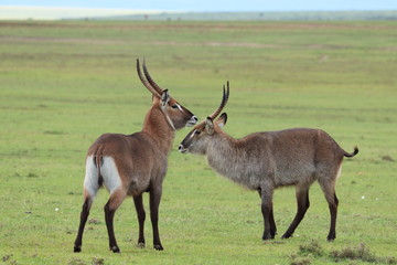 Waterbucks fighting in the african savannah.