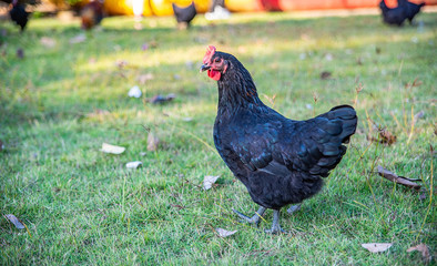 A black hen on a farm farm grass
