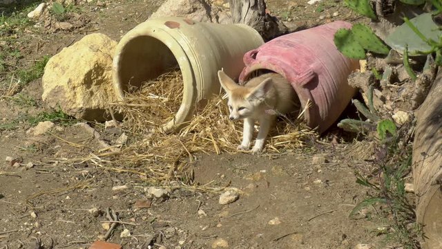 African eared fox peeps out of a clay pot. African zoo in the open air. Animals Out of Will